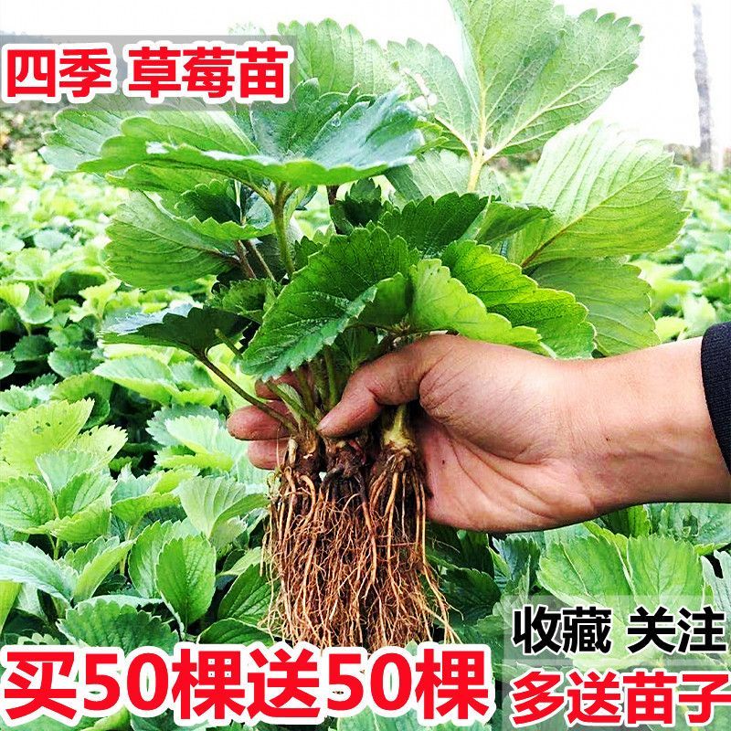 四季脱毒草莓苗盆栽露天食用章姬大草莓种苗南北方种当年结果秧苗