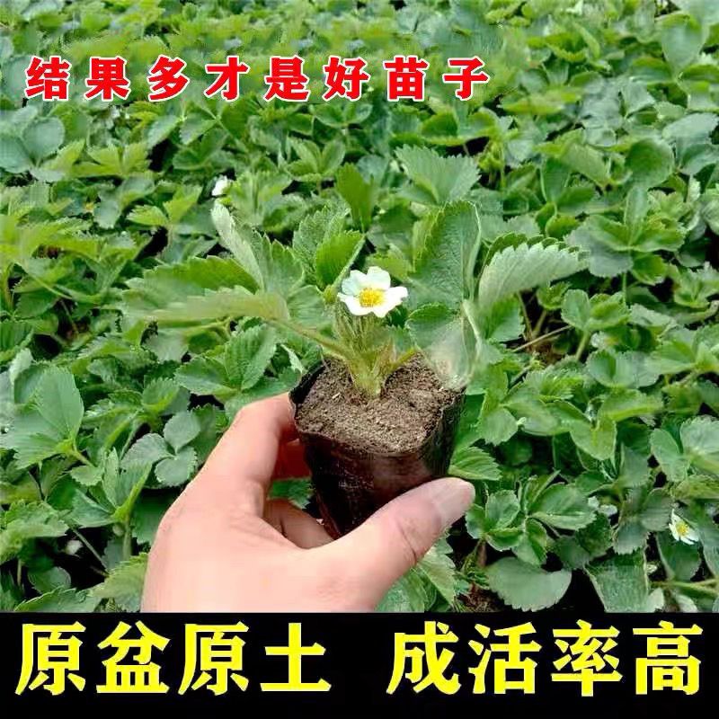 原盆原土四季草莓苗可食用奶油大果盆栽阳台南北方种植当年结果