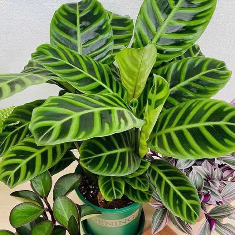 【送网红盆】天鹅绒紫背竹芋盆栽观叶植物喜温暖耐阴美观送肥