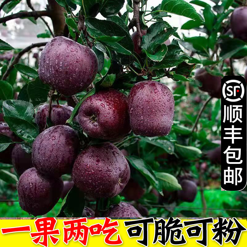 【顺丰包邮】甘肃高山山顶老树花牛现摘现发一果脆粉两吃【坏果包赔】