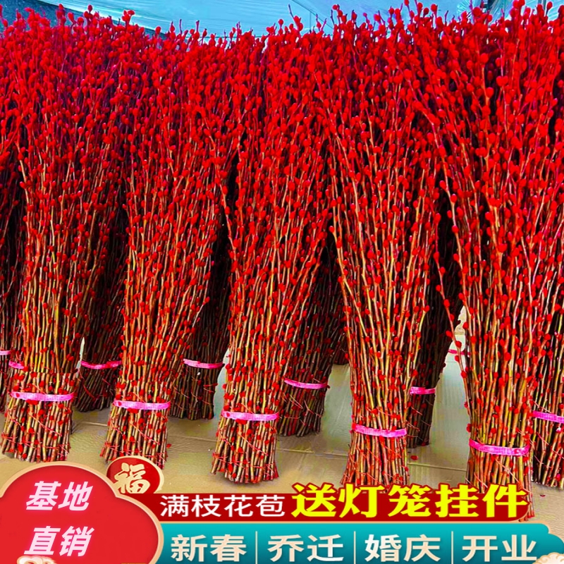 银柳真花鲜枝年宵花卉红色干花福桶银柳水培植物雪柳客厅室内装饰