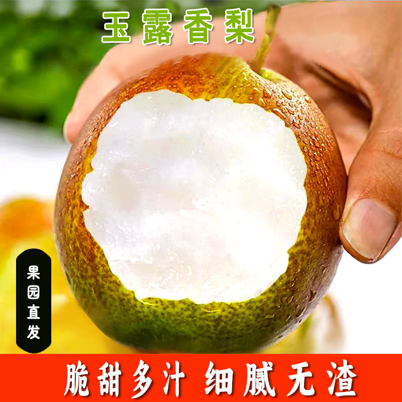 正宗山西隰县玉露香梨当季新鲜水果产地直发薄皮美梨整箱批发香梨