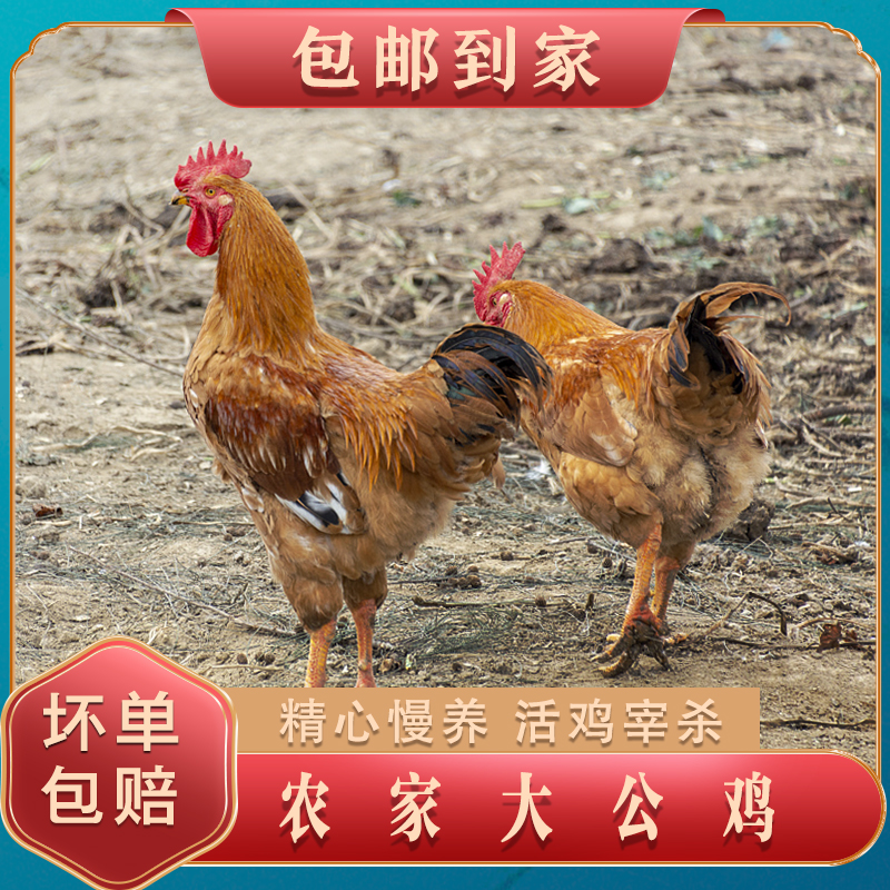 【桃园兄妹家】大公鸡农家养殖溜达鸡共发3只共8-8.5斤顺丰包邮