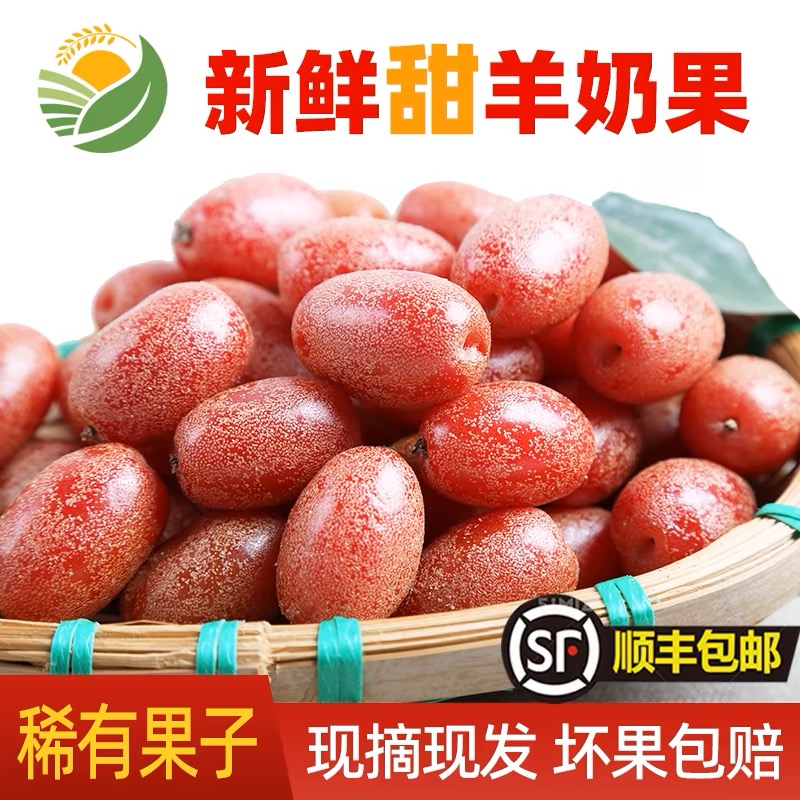 【顺丰包邮】现摘现发/云南新鲜酸甜羊奶果特产热带时令孕妇水果3斤