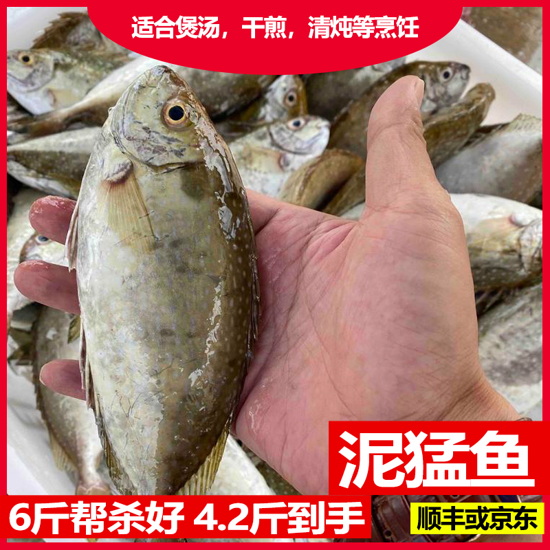 泥猛鱼6斤帮杀好4.2斤到手 广东渔港水产海鲜海鱼鲜活速冻发货