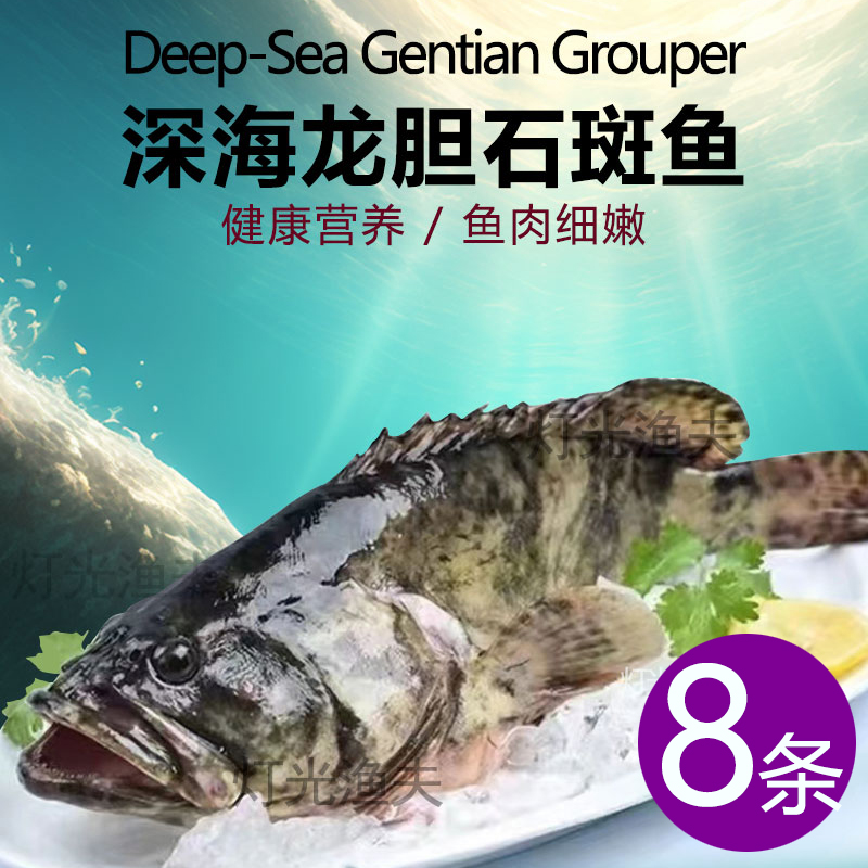4斤共8条L龙胆珍珠斑一手货源渔港直发石斑鱼平均半斤左右/条