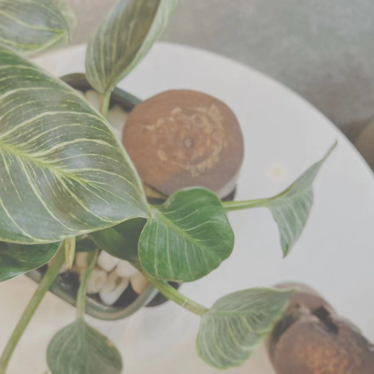 首饰盒/箱 简约特色个性盒盒木木